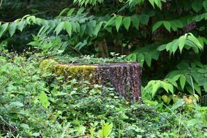 Old and rotten stump in the city park photo