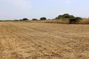 Stacks of straw lie on the field after harvesting wheat or other cereals. photo
