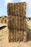 Stacks of straw lie on the field after harvesting wheat or other cereals. photo