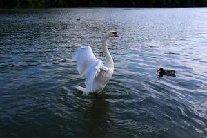 grandes cisnes blancos viven en un lago de agua dulce foto