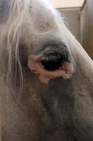 Lipizzan white horses are the pride and passion of Slovenia. photo