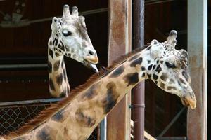 A long-necked and tall giraffe lives in a zoo photo