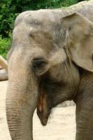 An elephant is a large mammal with a long trunk that lives in a zoo. photo