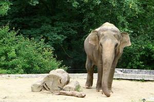 An elephant is a large mammal with a long trunk that lives in a zoo. photo