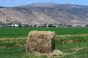 Stacks of straw lie on the field after harvesting wheat or other cereals. photo