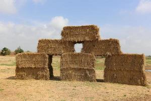 Stacks of straw lie on the field after harvesting wheat or other cereals. photo