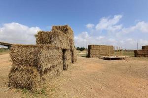 Stacks of straw lie on the field after harvesting wheat or other cereals. photo