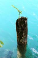 Old and rotten stump in the city park photo
