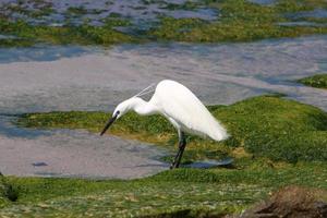 White heron fishing on the shores of the Mediterranean Sea photo