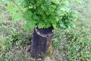 tocón viejo y podrido en el parque de la ciudad foto