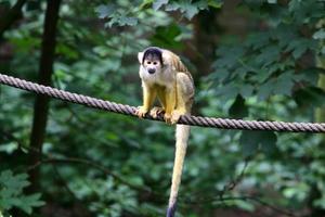 Monkeys sit on tree branches against a background of green foliage photo