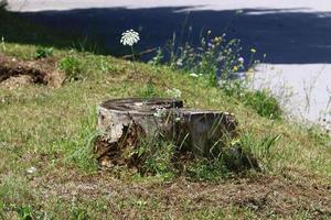 Old and rotten stump in the city park photo