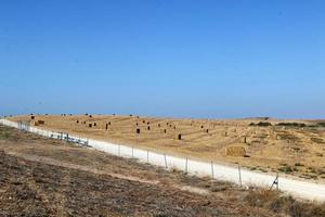 Stacks of straw lie on the field after harvesting wheat or other cereals. photo
