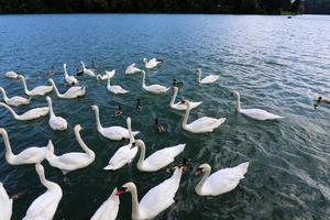 grandes cisnes blancos viven en un lago de agua dulce foto