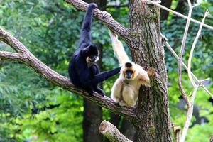 Monkeys sit on tree branches against a background of green foliage photo