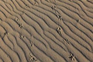 Footprints in the sand on the shores of the Mediterranean Sea in northern Israel photo