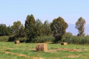 montones de paja yacen en el campo después de cosechar trigo u otros cereales. foto