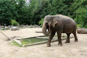 An elephant is a large mammal with a long trunk that lives in a zoo. photo