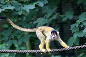 Monkeys sit on tree branches against a background of green foliage photo