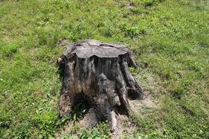 Old and rotten stump in the city park photo