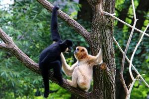 Monkeys sit on tree branches against a background of green foliage photo