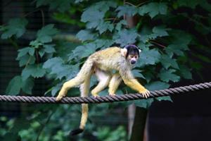 Monkeys sit on tree branches against a background of green foliage photo