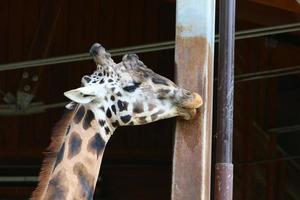A long-necked and tall giraffe lives in a zoo photo