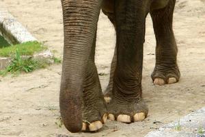 un elefante es un mamífero grande con una trompa larga que vive en un zoológico. foto