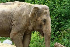 un elefante es un mamífero grande con una trompa larga que vive en un zoológico. foto