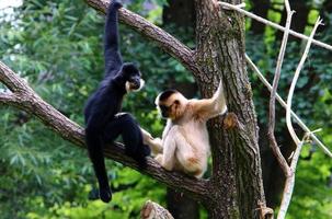 Monkeys sit on tree branches against a background of green foliage photo