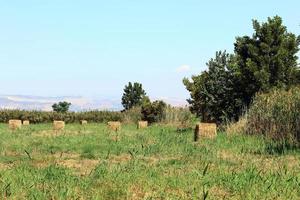 Stacks of straw lie on the field after harvesting wheat or other cereals. photo
