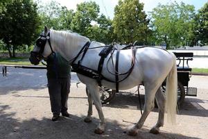 Lipizzan white horses are the pride and passion of Slovenia. photo