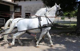 Lipizzan white horses are the pride and passion of Slovenia. photo