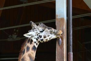 A long-necked and tall giraffe lives in a zoo photo