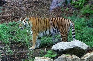 el gran tigre de amur vive en el zoológico foto