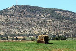 Stacks of straw lie on the field after harvesting wheat or other cereals. photo