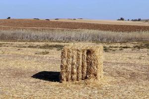 montones de paja yacen en el campo después de cosechar trigo u otros cereales. foto