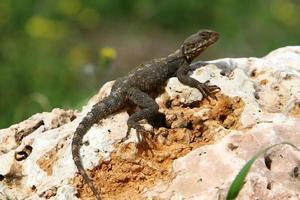 The lizard sits on a hot stone and basks in the sun photo