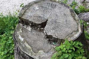 Old and rotten stump in the city park photo