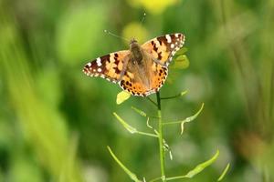 una mariposa colorida se sienta en una flor amarilla foto