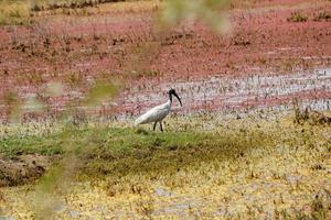 A Black ibis in a wetland lake at the Keoladeo bird sanctuary in Bharatpur, India. photo