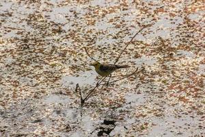 A Citrine Wagtail at the wetlands of the bird sanctuary in Bharatpur in Rajasthan, India photo