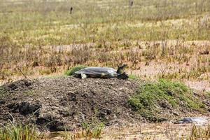 a turtle in the Keoladeo National Park in Bharatpur in Rajasthan, India photo