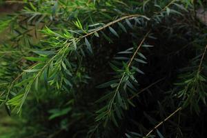 Beautiful light and dark green  leaves background photo