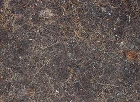 Top view of soil with coconut fluff photo