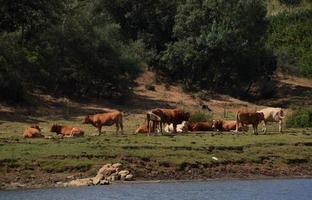 Cows and horses resting in the meadow near the river bank photo