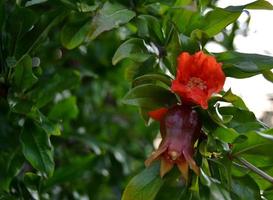 Pair of small pomegranate flowers ripening photo