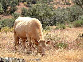 Brown cow grazing on a summer day in the dry field photo