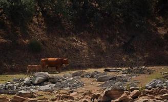 Brown cow with her calf photo