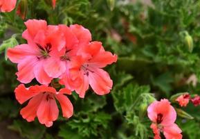 Geranium salmon colored flowers photo